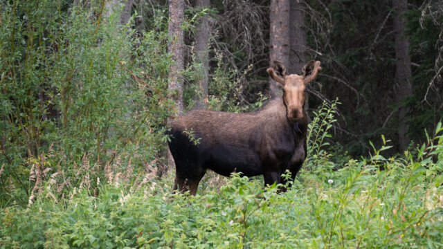 Elchbulle mit schon etwas mehr Geweih