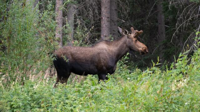 in den nächsten Jahren werden sie weiter wachsen