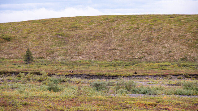 drei Grizzly-Bären, zwei auf Futtersuche, einer am Schlafen