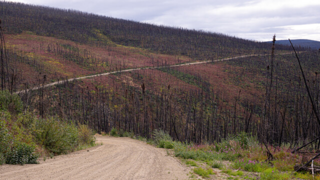 dann durch ein Waldbrandgebiet