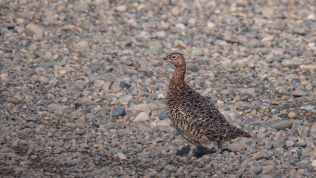 Schneehuhn auf der Strasse