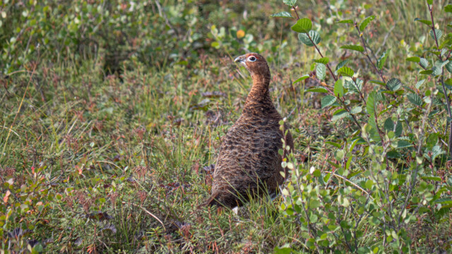 im Winter werden diese Vögel weiss