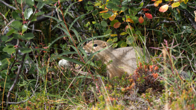 ein Erdhörnchen versucht sich vor uns zu verstecken