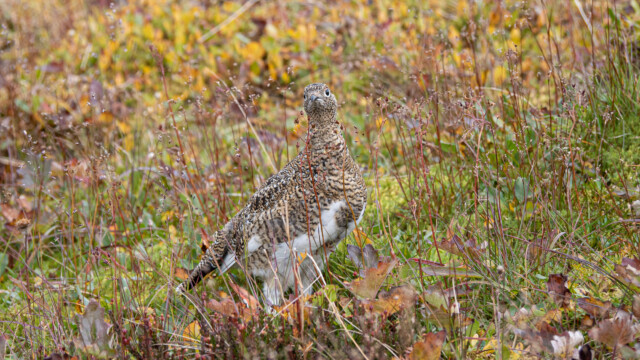 Alpenschneehuhn mit unten weissen Federn