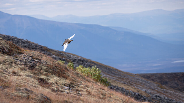 Alpenschneehuhn im Flug mit weissen Flügel