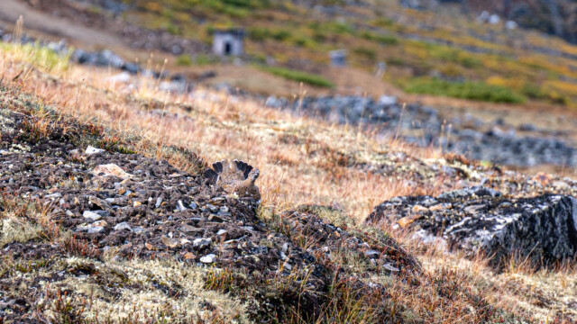 Balzverhalten mit aufgestellten Federn