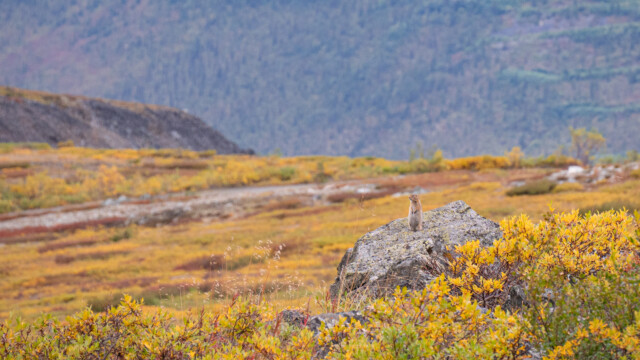 Wächter des Wanderweges?