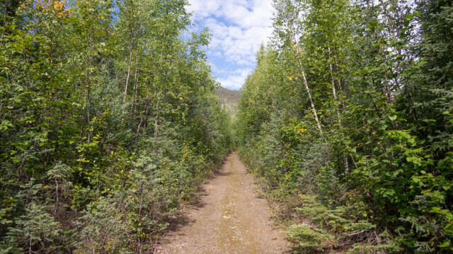 der grösste Teil des schön breiten Wanderweges führt durch Wald