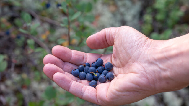 Heidelbeeren, ganz frisch