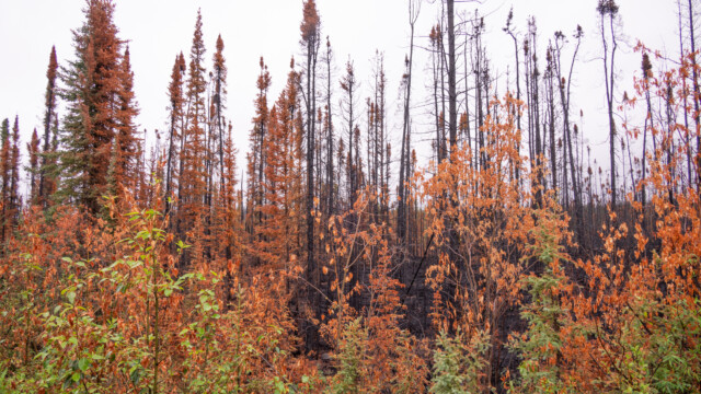 Waldbrand ganz frisch, die Blätter und Tannnadeln sind wegen der Hitze ganz braun geworden