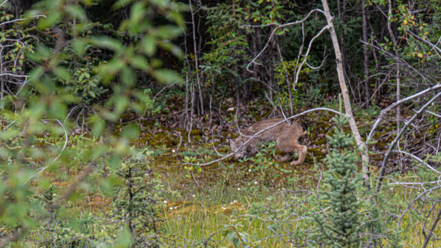 Luchs im Unterholz