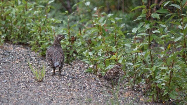 Raufusshuhn mit jungem KĂĽken