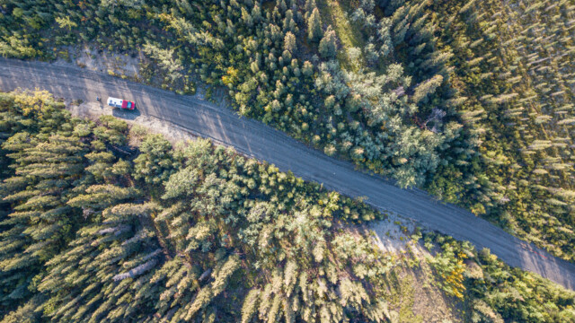Jupi im Wald von oben