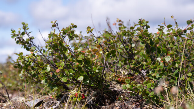 kleinste Büsche und Laubbäume