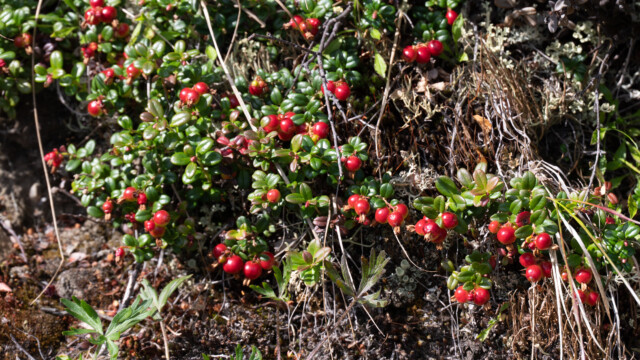 viele kleine Beeren