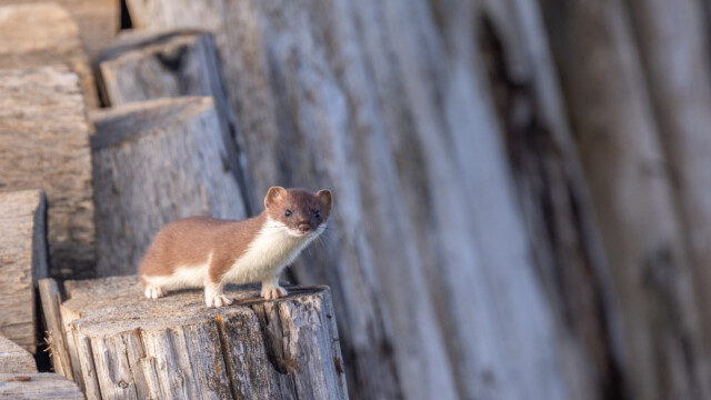 vorwitziger Marder, ...