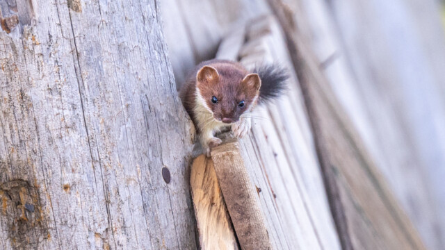 ... der recht unerschrocken ist