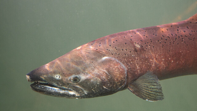 der siebte Lachs des Tages