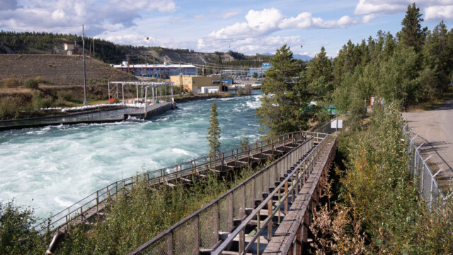 Lachstreppe am Yukon