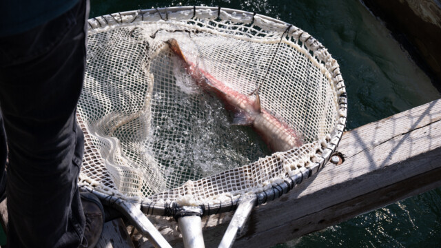 er wird aus dem Wasser geholt ...