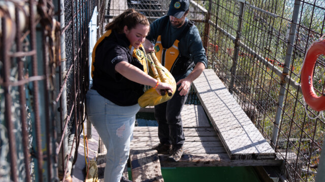 sicherer Transport von der Lachstreppe zum Tank