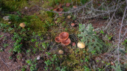 Pilze von oben sehen nicht so attraktiv aus, geht man aber auf Augenhöhe, gefallen sie mir sehr;