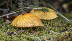 Pilz fast ohne Stengel