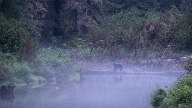 Bär im Nebel