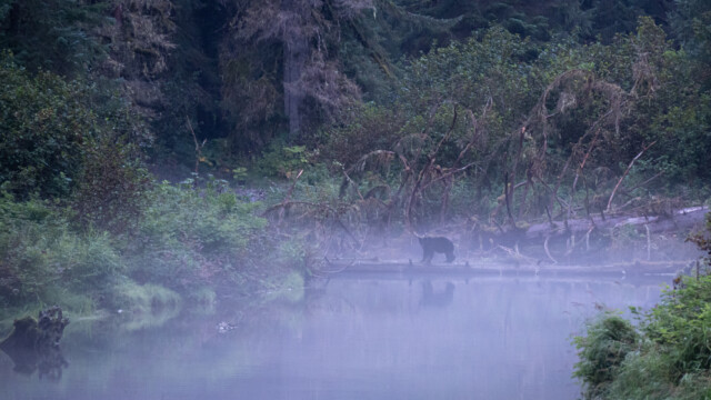 schaut er sein Spiegelbild an?