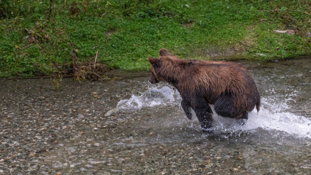 ein Lachs kommt angeschwommen, Runner macht sich parat...
