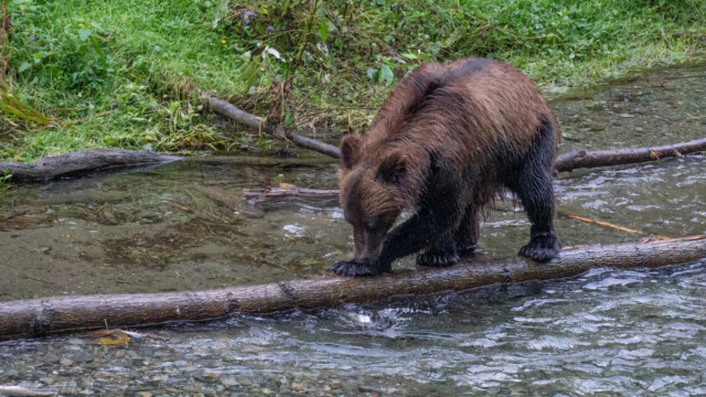 will ich diesen Fisch wirklich?
