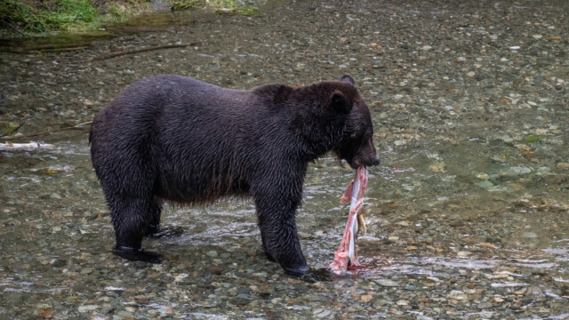 der dicke schwarze Grizzly verspeist alles