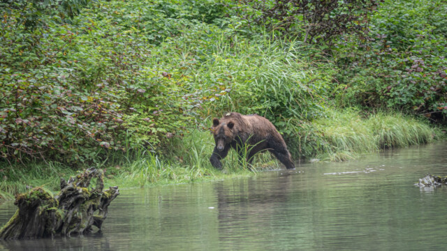 Auf der Suche nach dem Lachs