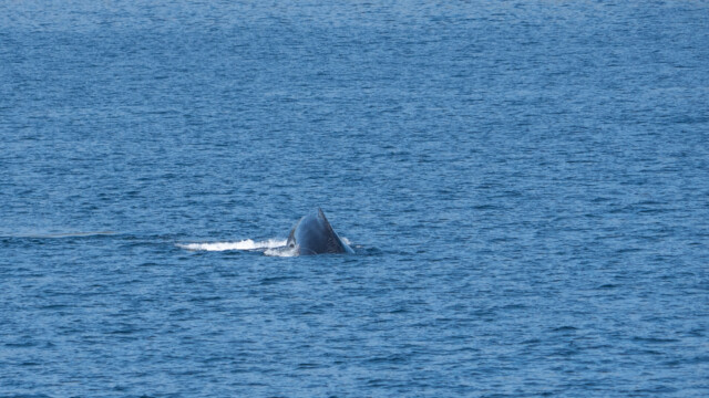 ein Wal kurz vor dem Abtauchen