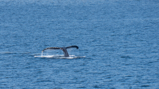 er zeigt sein grosse Flunke