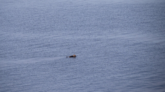 immer wieder sehen wir diese...