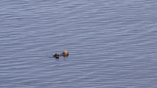 ... auf dem Rücken liegenden Robben