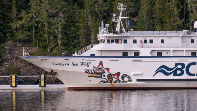 nördlicher Seewolf;