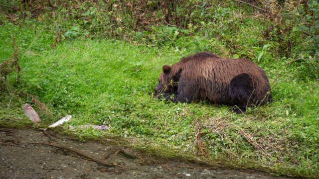 ich esse nie mehr Lachs