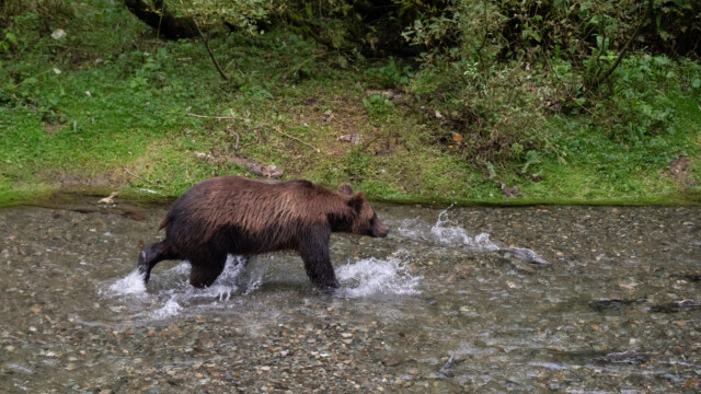 diesen vorwitzige Lachs will ich...