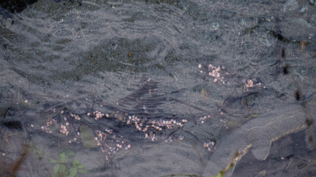 Lachseier liegen im Wasser