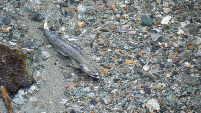 Lachs schwimmt den Bach hoch