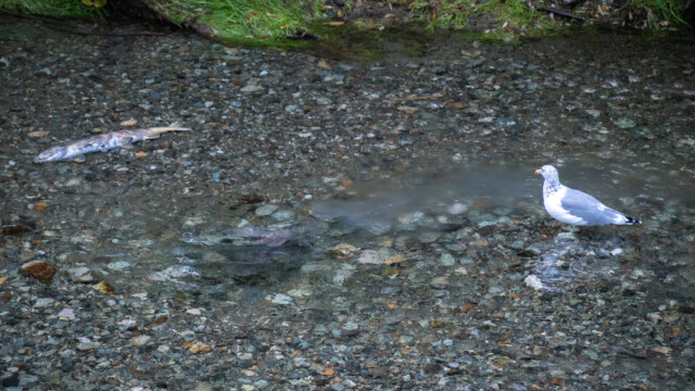 Lachse beim Laichen, weisse Wolke hinter den Fischen