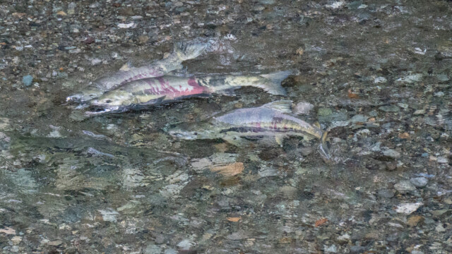 drei Lachsmännchen kämpfen um ein Weibchen