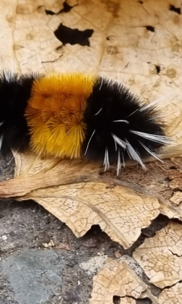 Raupe, aus der später eine gefleckte Büschelmotte wird