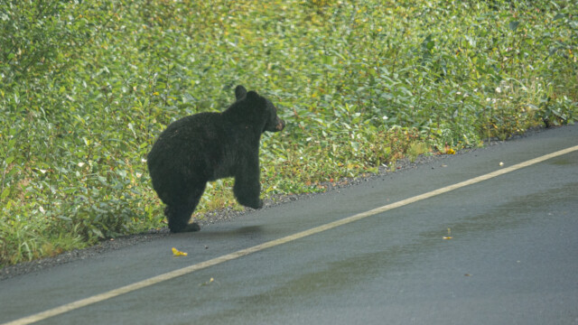 zuerst nur auf den zwei Hinterbeinen