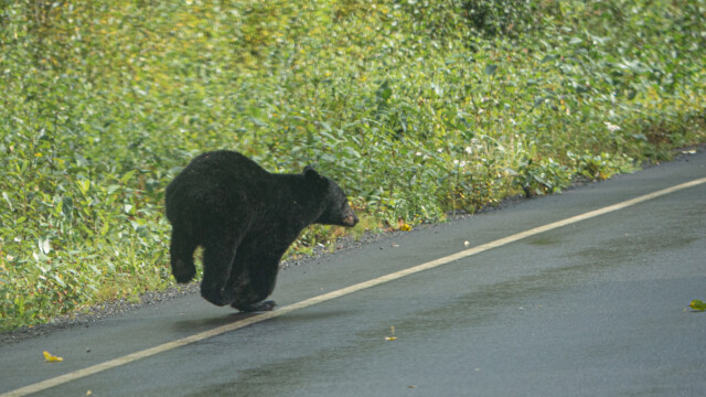 dann nur auf den zwei Vorderbeinen