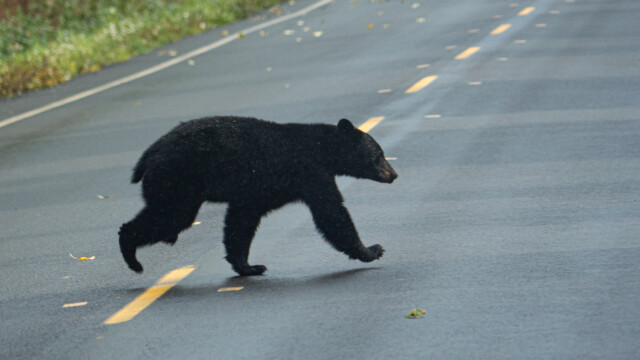 nur auf dem linken Fuss, die drei andern Beine sind in der Luft