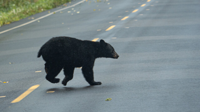 nur auf dem rechten Fuss
