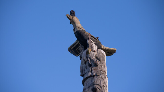 ein Vogel auf dem Vogel